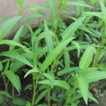 Berkebun Di Rumah: Cara Menanam Kangkung Yang Mudah