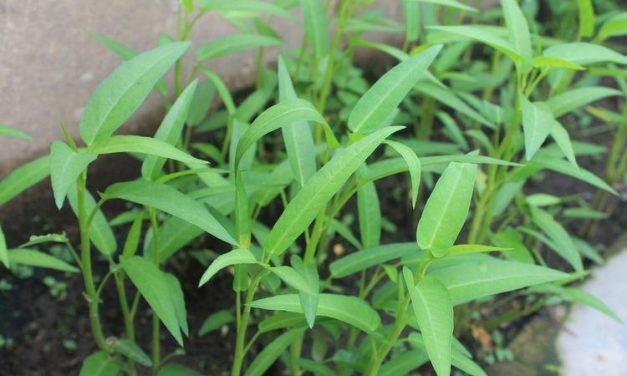 Berkebun Di Rumah: Cara Menanam Kangkung Yang Mudah