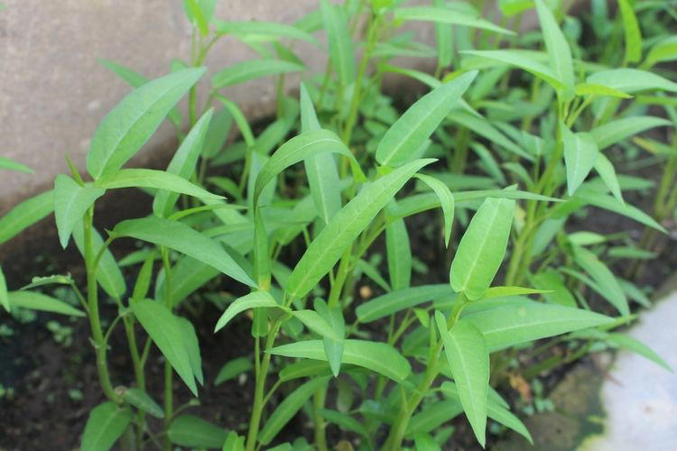 Berkebun Di Rumah: Cara Menanam Kangkung Yang Mudah