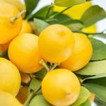 Simpan Lemon Dengan Cara Tepat, Jangan Salah Pilih!
