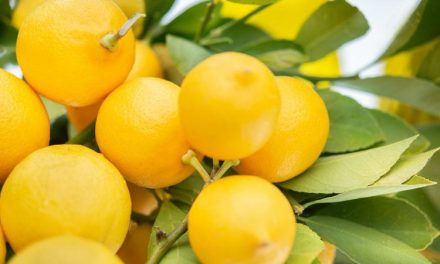 Simpan Lemon Dengan Cara Tepat, Jangan Salah Pilih!