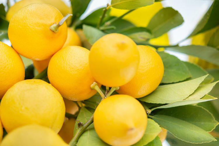 Simpan Lemon Dengan Cara Tepat, Jangan Salah Pilih!