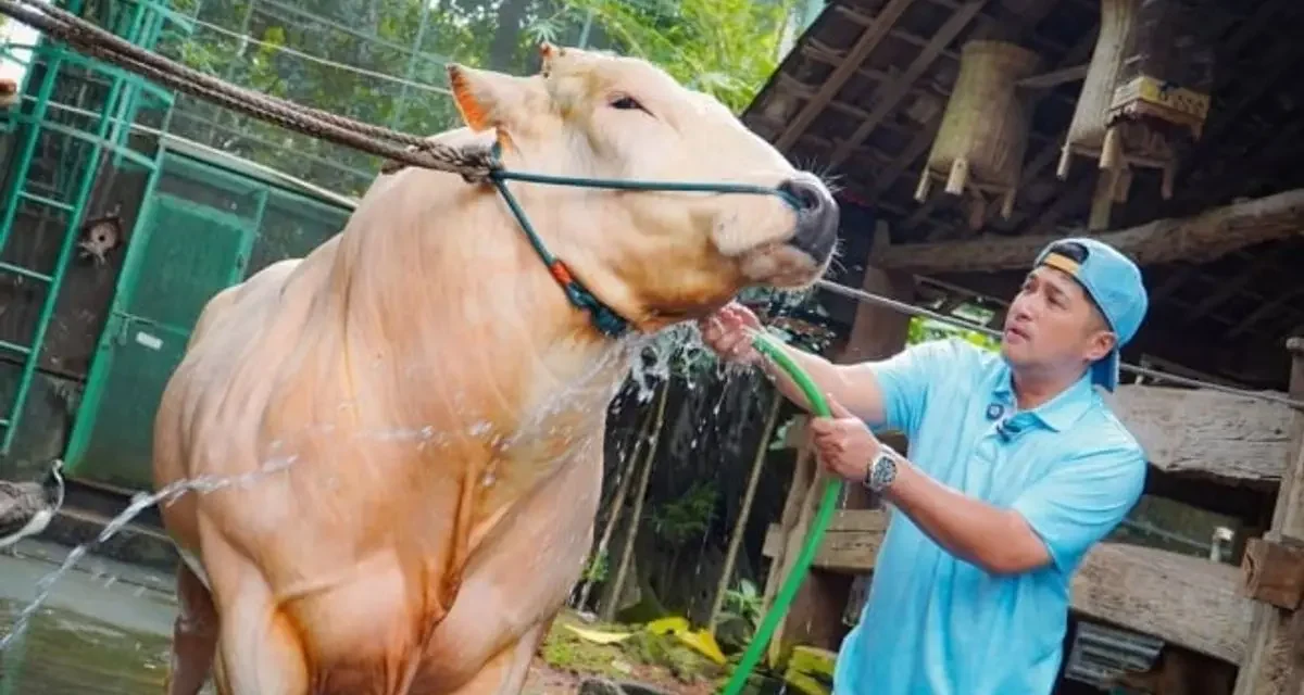 Sapi Kurban Sultan! Bisnis Irfan Hakim Di Serbu Kalangan Artis