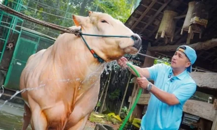 Sapi Kurban Sultan! Bisnis Irfan Hakim Di Serbu Kalangan Artis