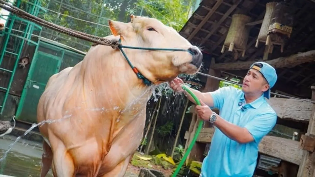 Sapi Kurban Sultan! Bisnis Irfan Hakim Di Serbu Kalangan Artis