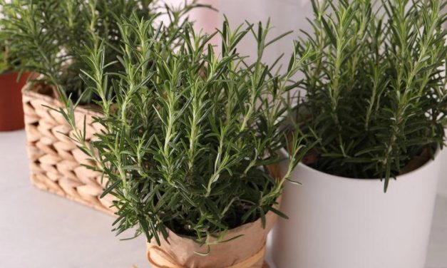 Rosemary: Cara Mudah Usir Laba-Laba Tanpa Racun