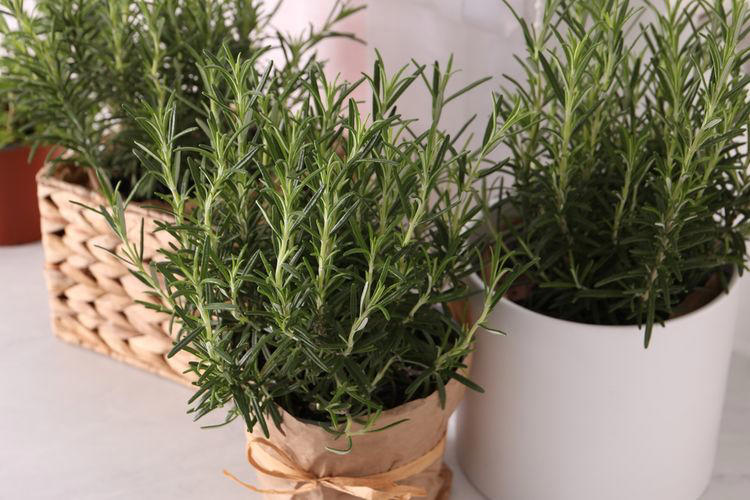 Rosemary: Cara Mudah Usir Laba-Laba Tanpa Racun
