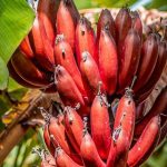 Superfood Tropis! Pisang Merah Bantu Jaga Kesehatan Dan Diet