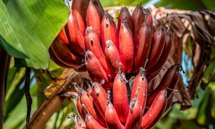 Superfood Tropis! Pisang Merah Bantu Jaga Kesehatan Dan Diet