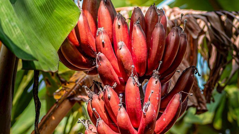 Superfood Tropis! Pisang Merah Bantu Jaga Kesehatan Dan Diet