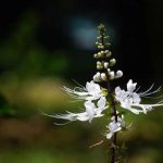 Kumis Kucing: Tanaman Herbal Alami Nusantara Tradisi Leluhur