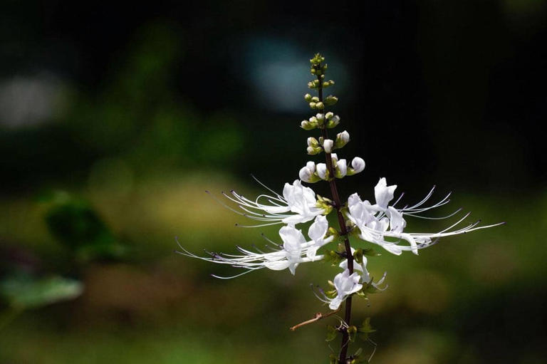Kumis Kucing: Tanaman Herbal Alami Nusantara Tradisi Leluhur